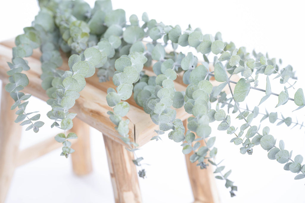 Eucalyptus français stabilisé, feuillage vert longue durée