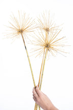 Fleur séchée agapanthe bio cultivée en France