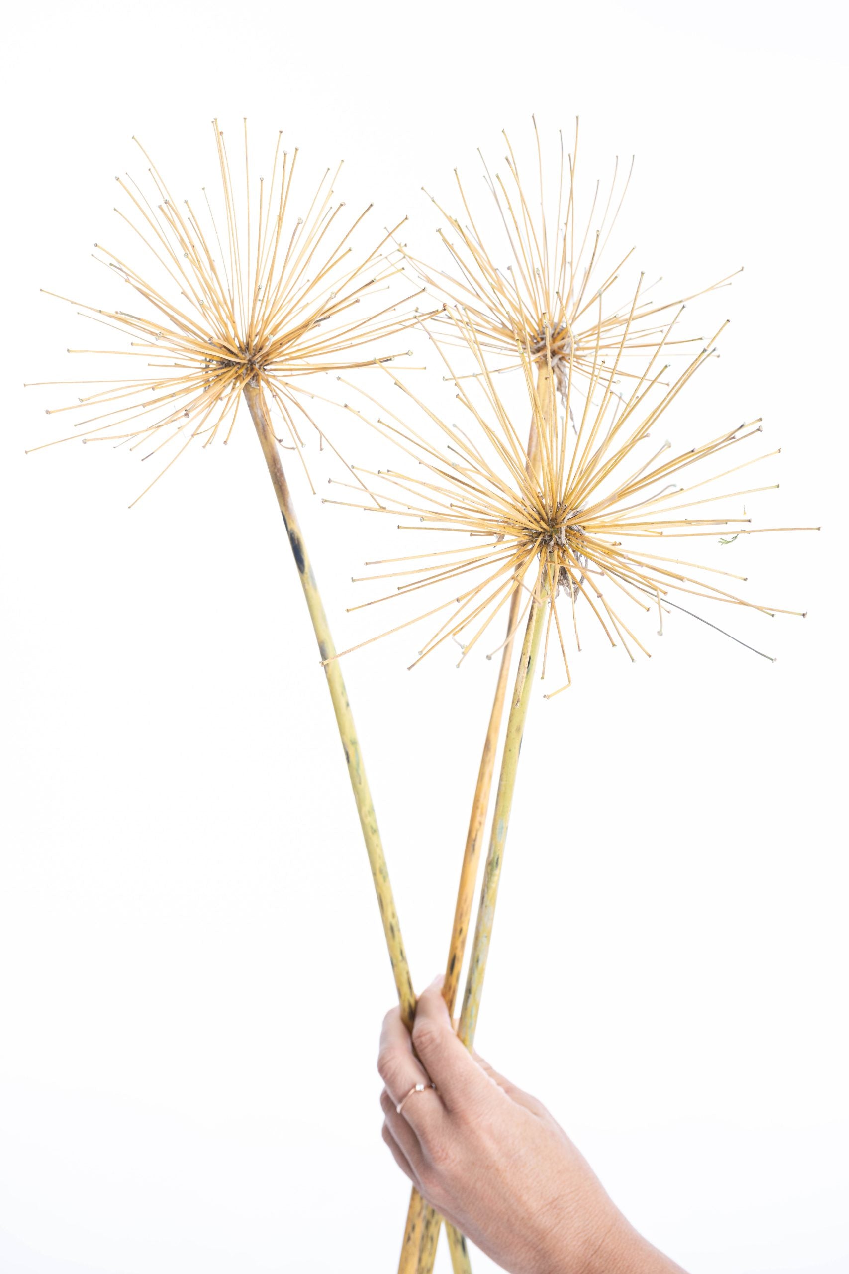 Fleur séchée agapanthe bio cultivée en France