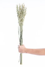 Avoine séchée bio cultivée en France en vrac