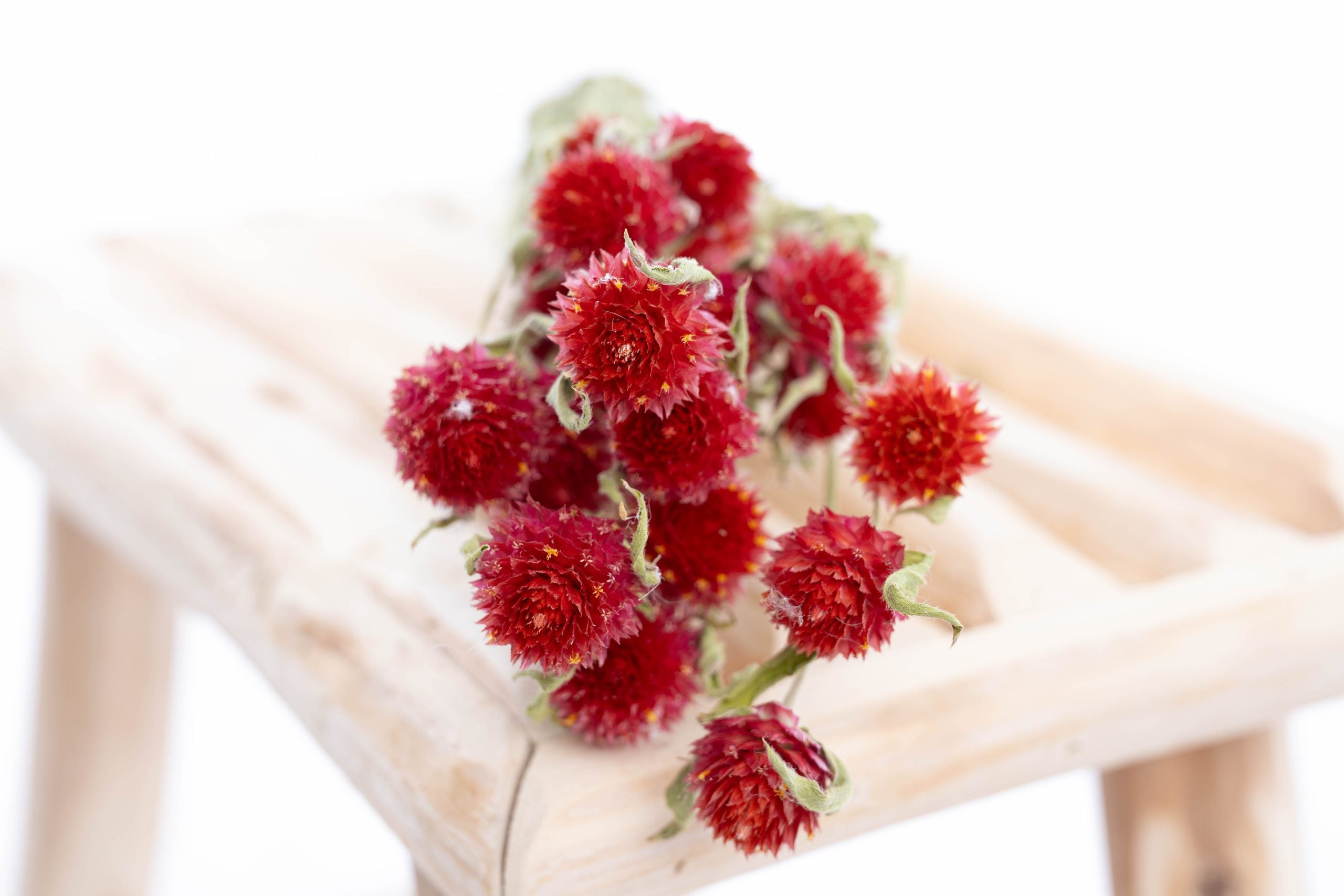 Gomphrena séchée, fleur colorée bio du Gers
