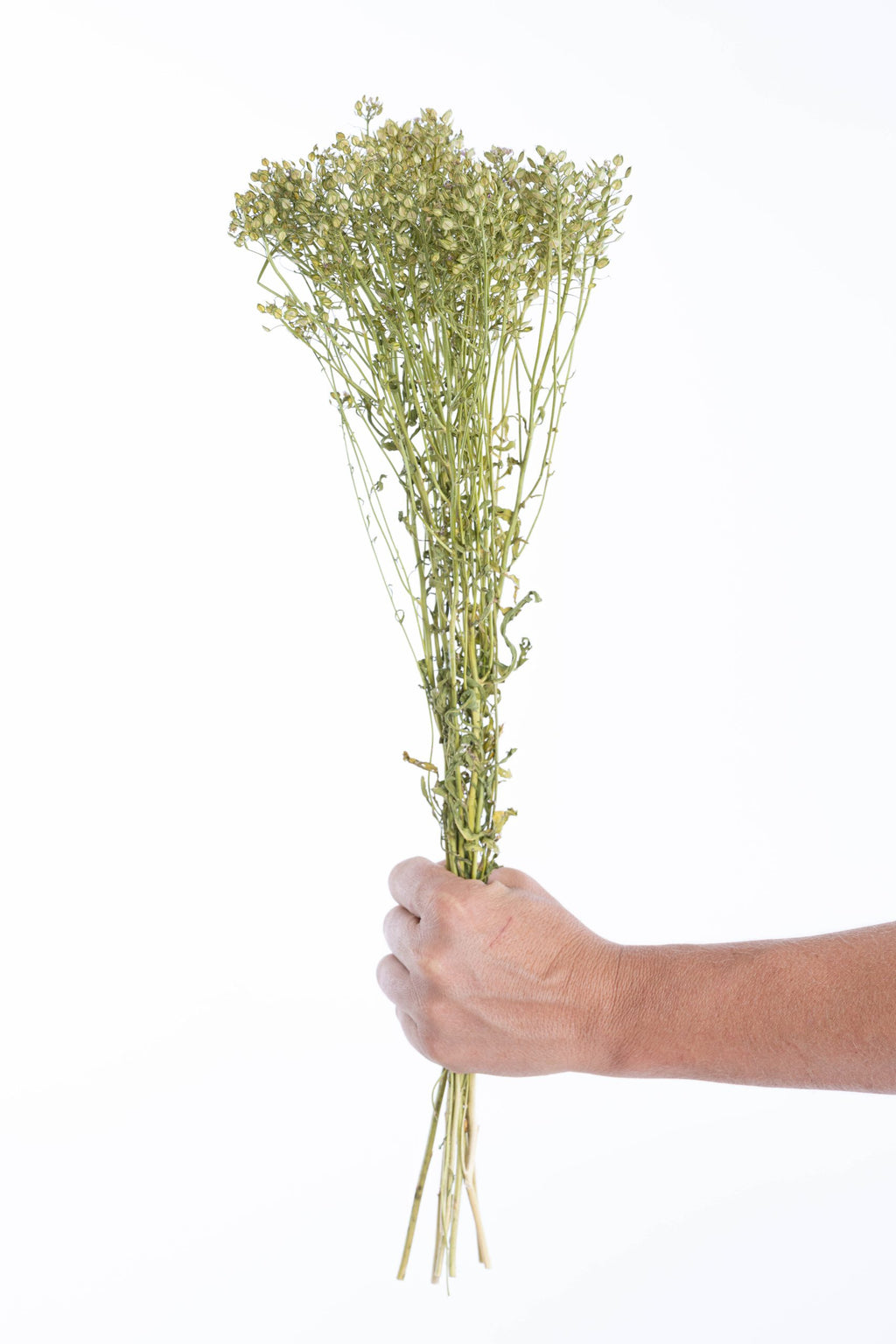 Ibéris séché en vrac, fleurs bio du Gers