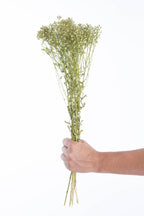 Ibéris séché en vrac, fleurs bio du Gers