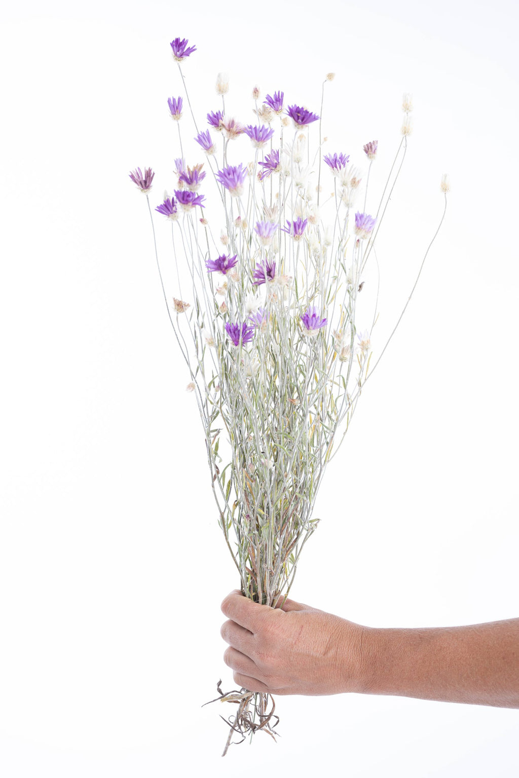 Fleur séchée Lumina, variété d’immortelle cultivée en France