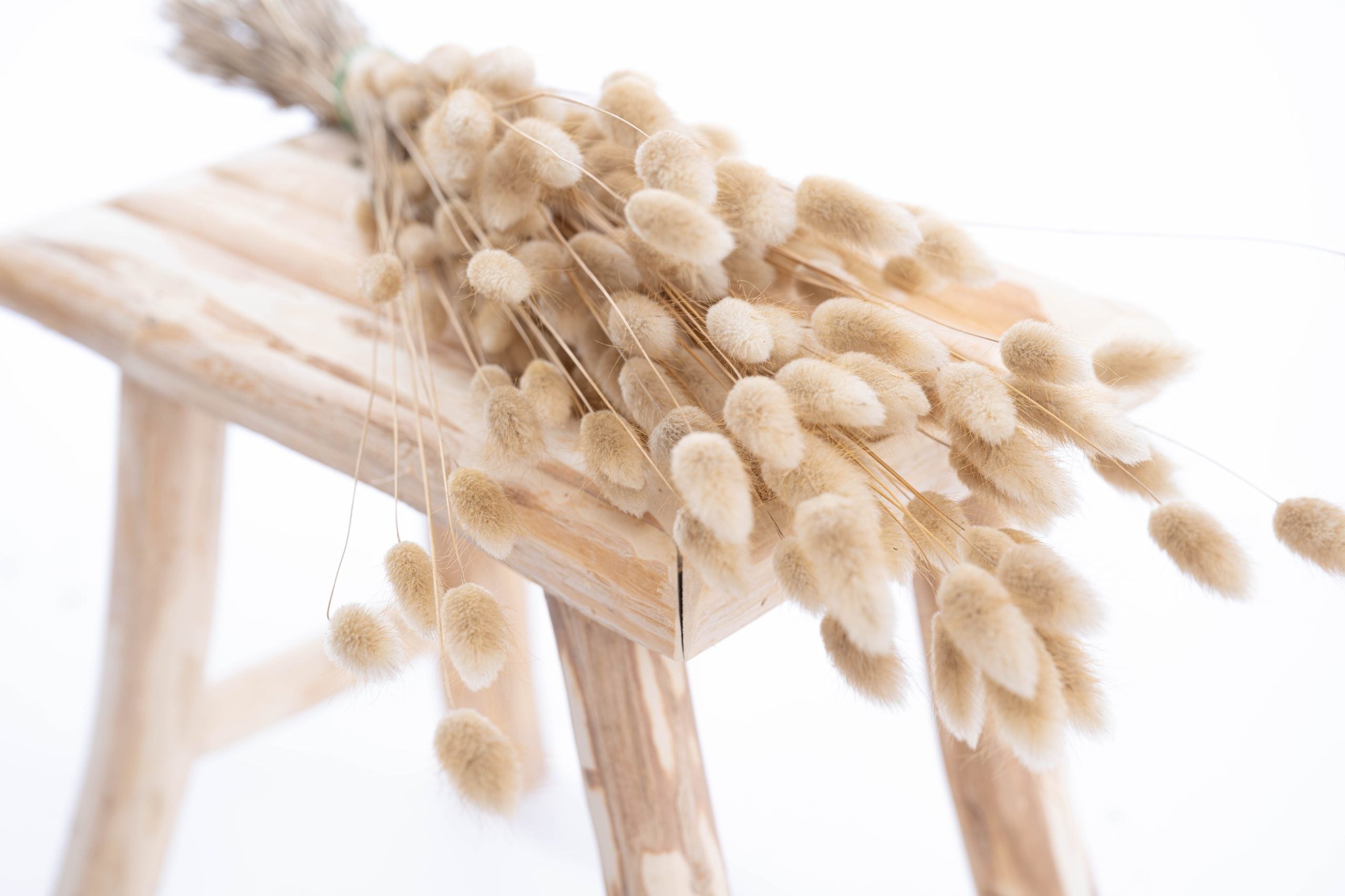 Chatons de Lagurus ovatus bio séché