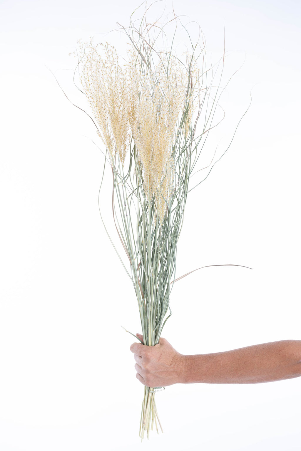 Herbe ornementale miscanthus séchée naturellement