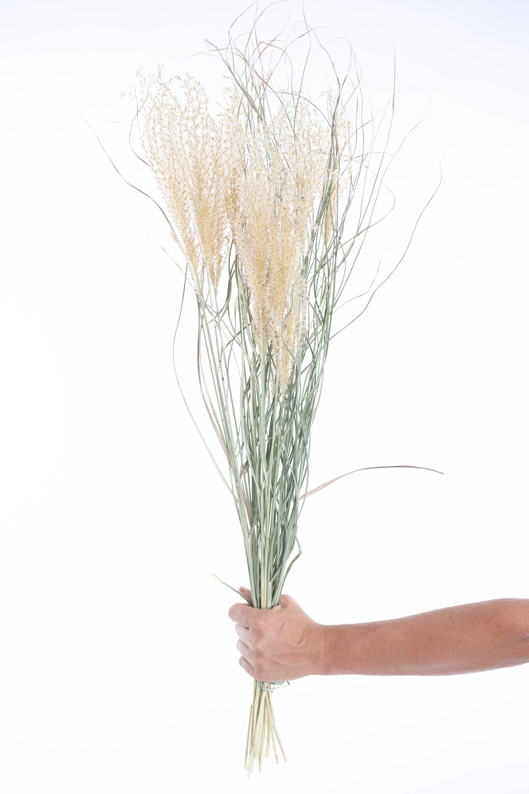 Herbe ornementale miscanthus séchée naturellement