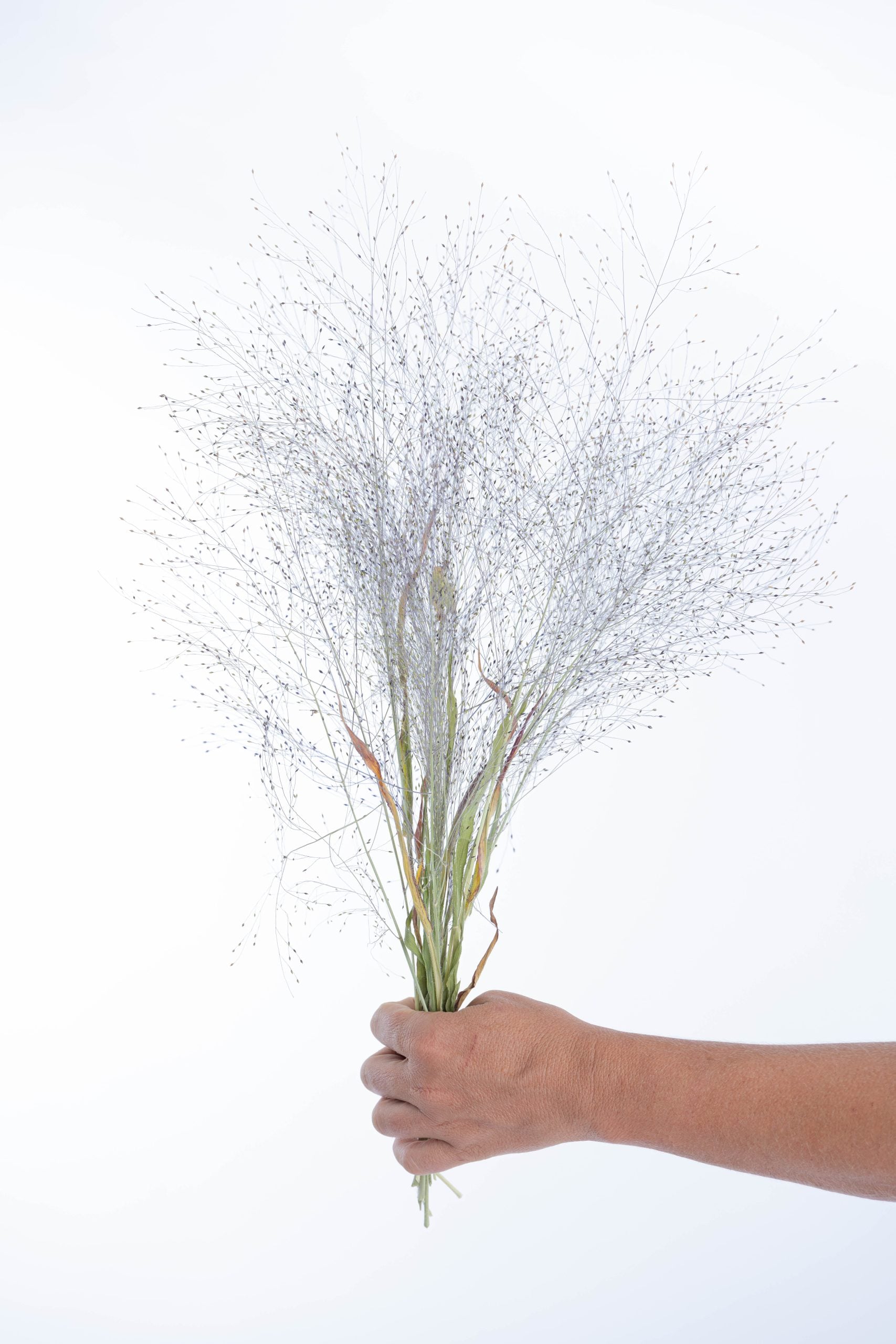 Graminée panicum séchée naturellement