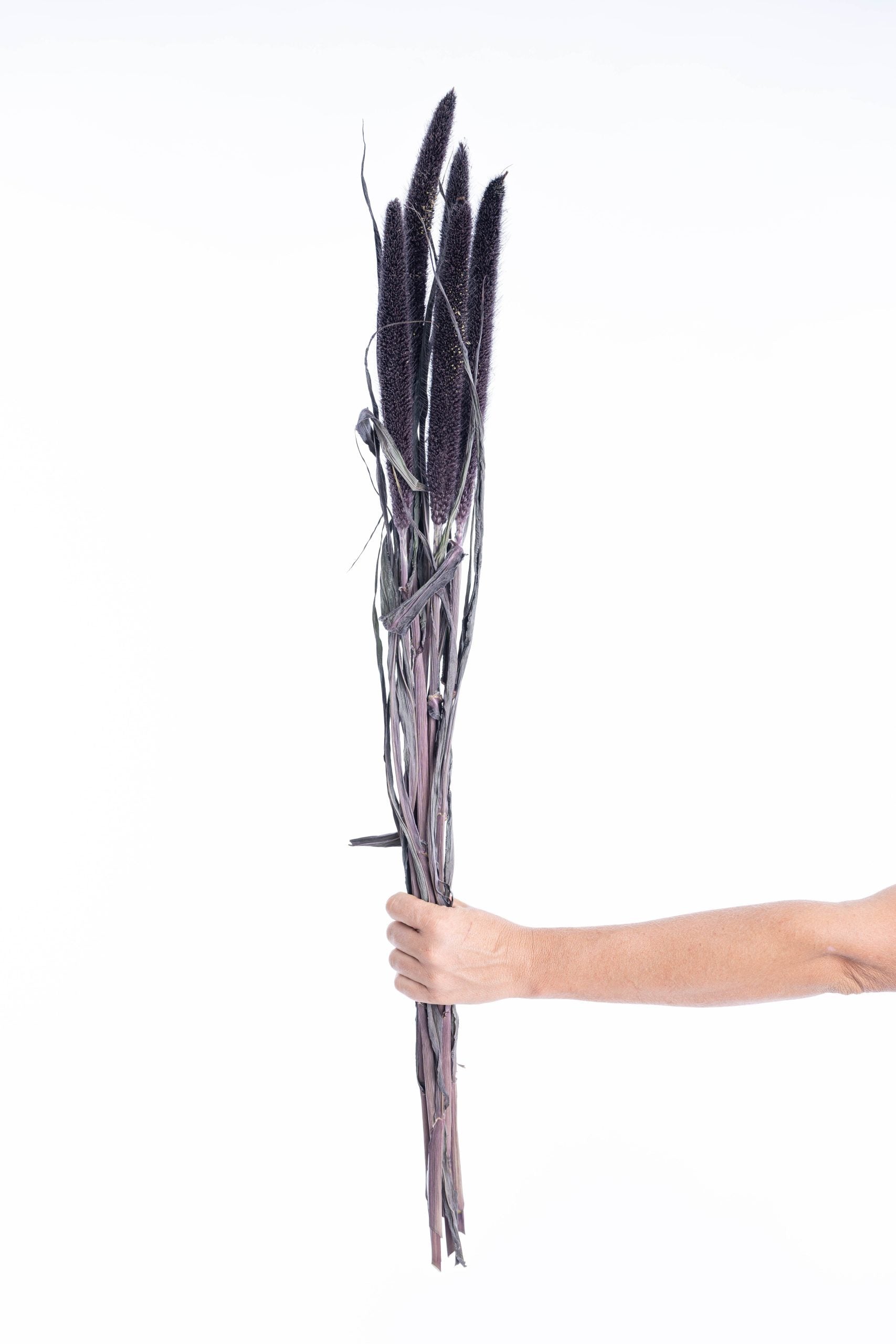 Tiges de pennisetum séchées naturellement