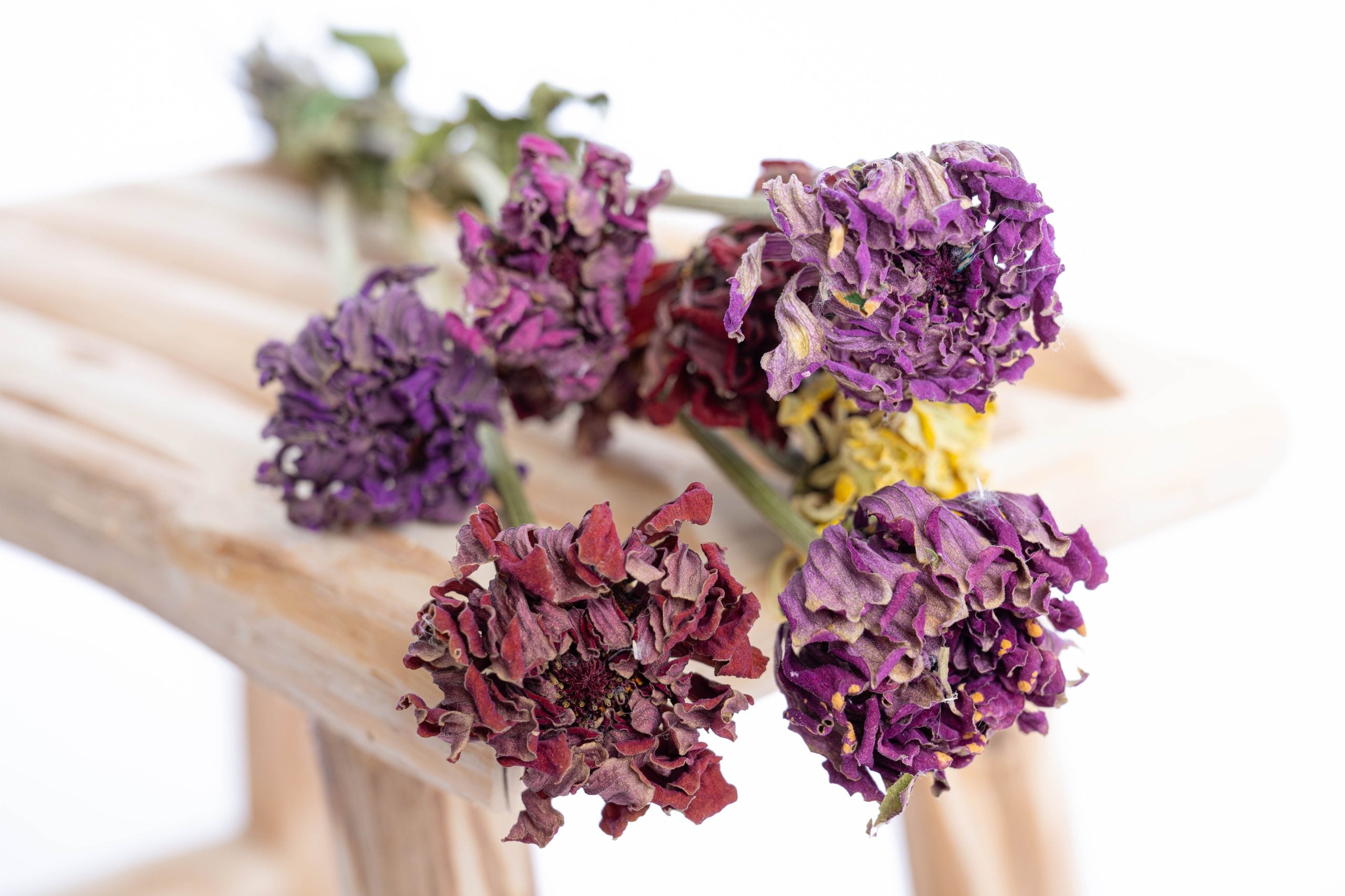 Fleur de zinnia séchée biologique française
