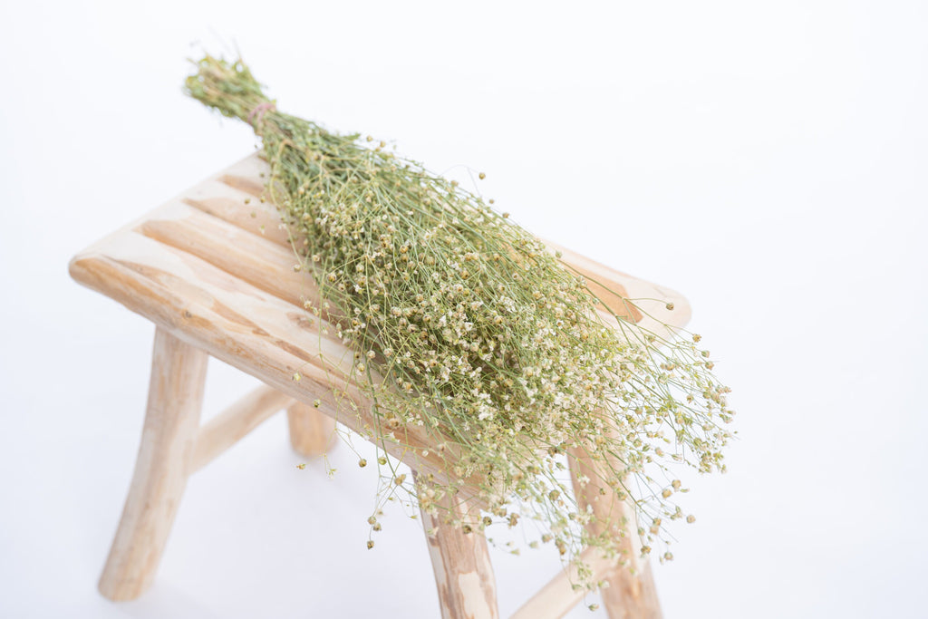 Tiges de gypsophile elegans bio prêtes à sécher