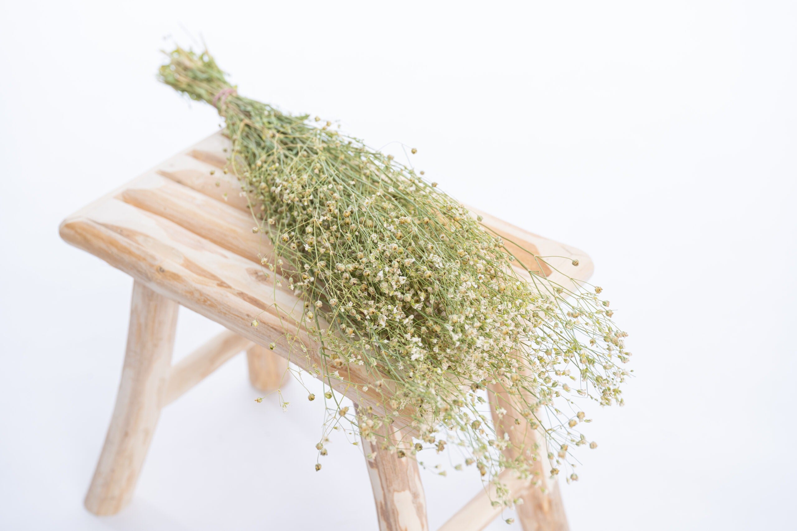 Tiges de gypsophile elegans bio prêtes à sécher