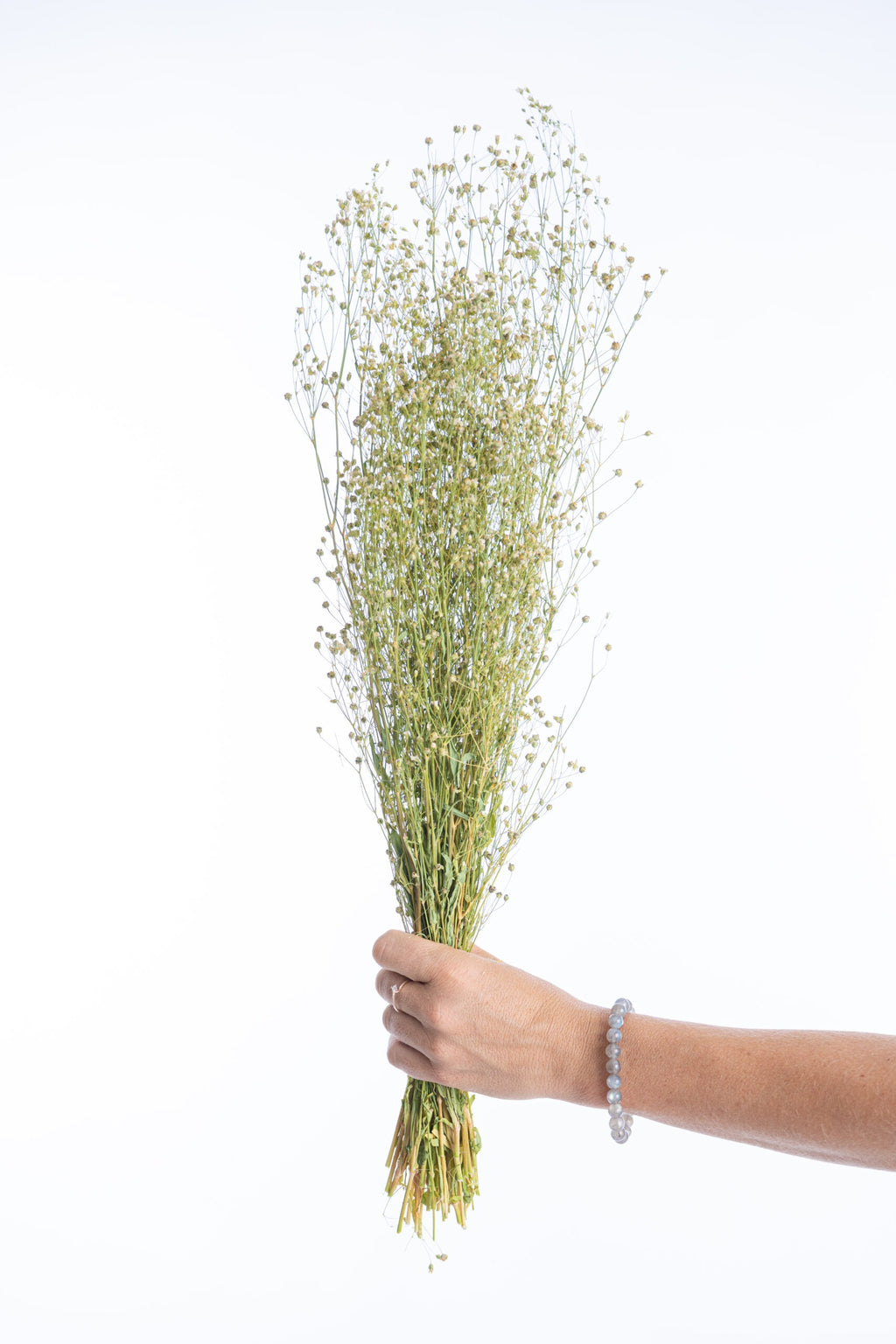 Brins de gypsophile elegans séchés naturellement à la ferme Terralya