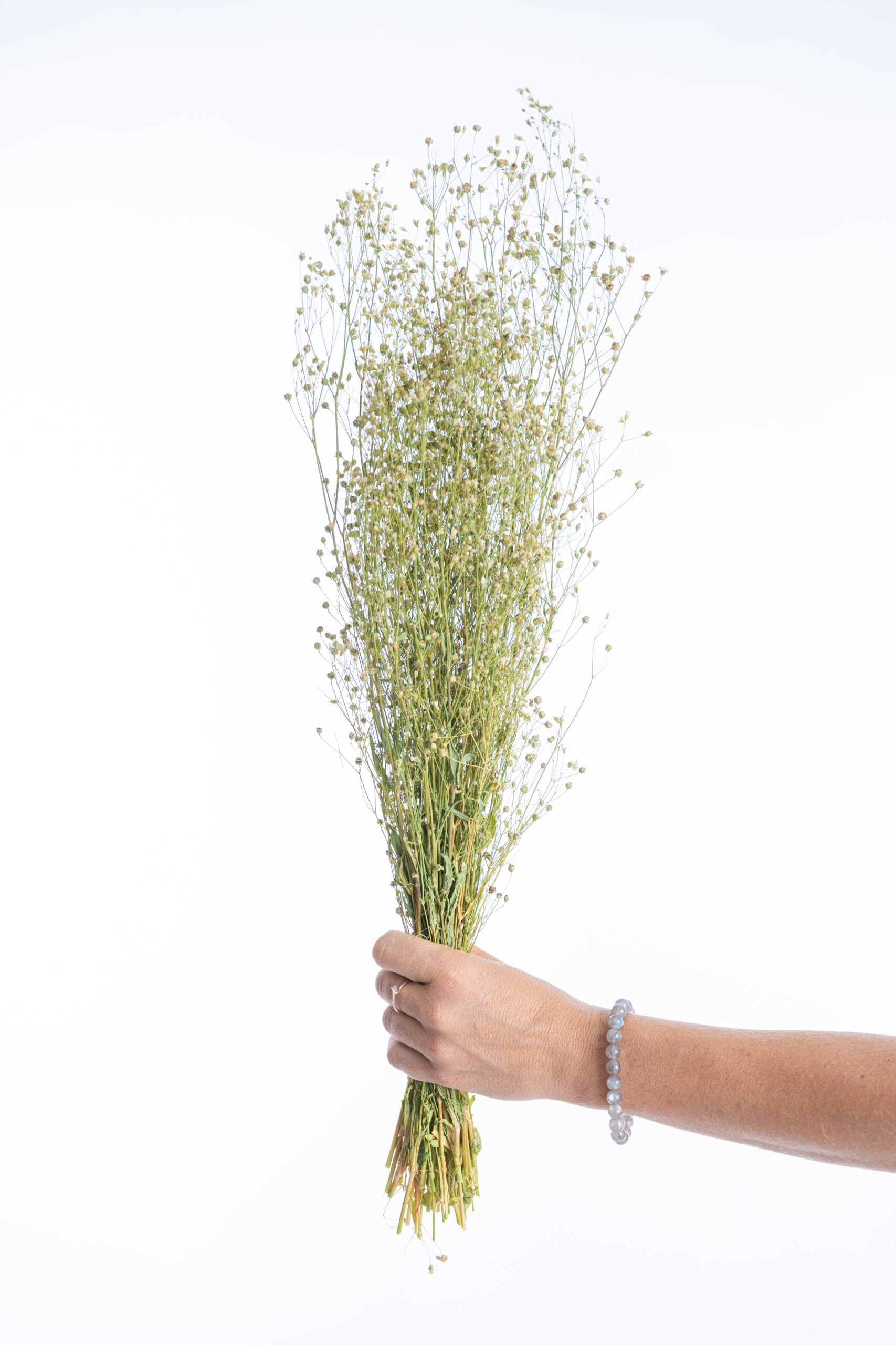 Brins de gypsophile elegans séchés naturellement à la ferme Terralya