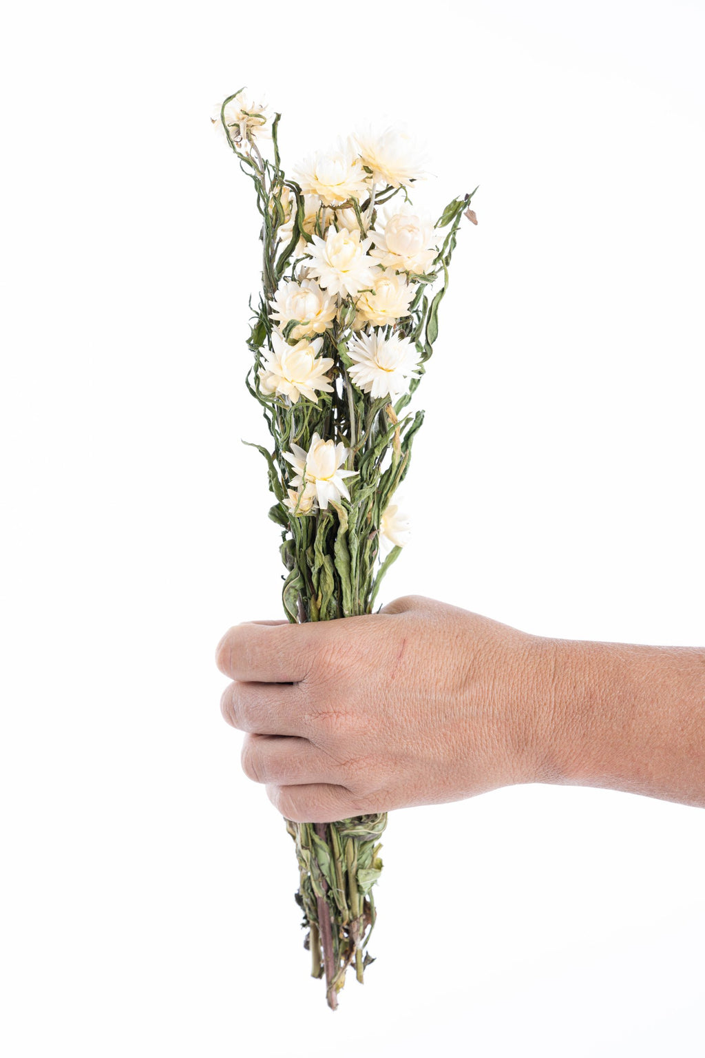 Immortelle blanche séchée – fleur naturelle française