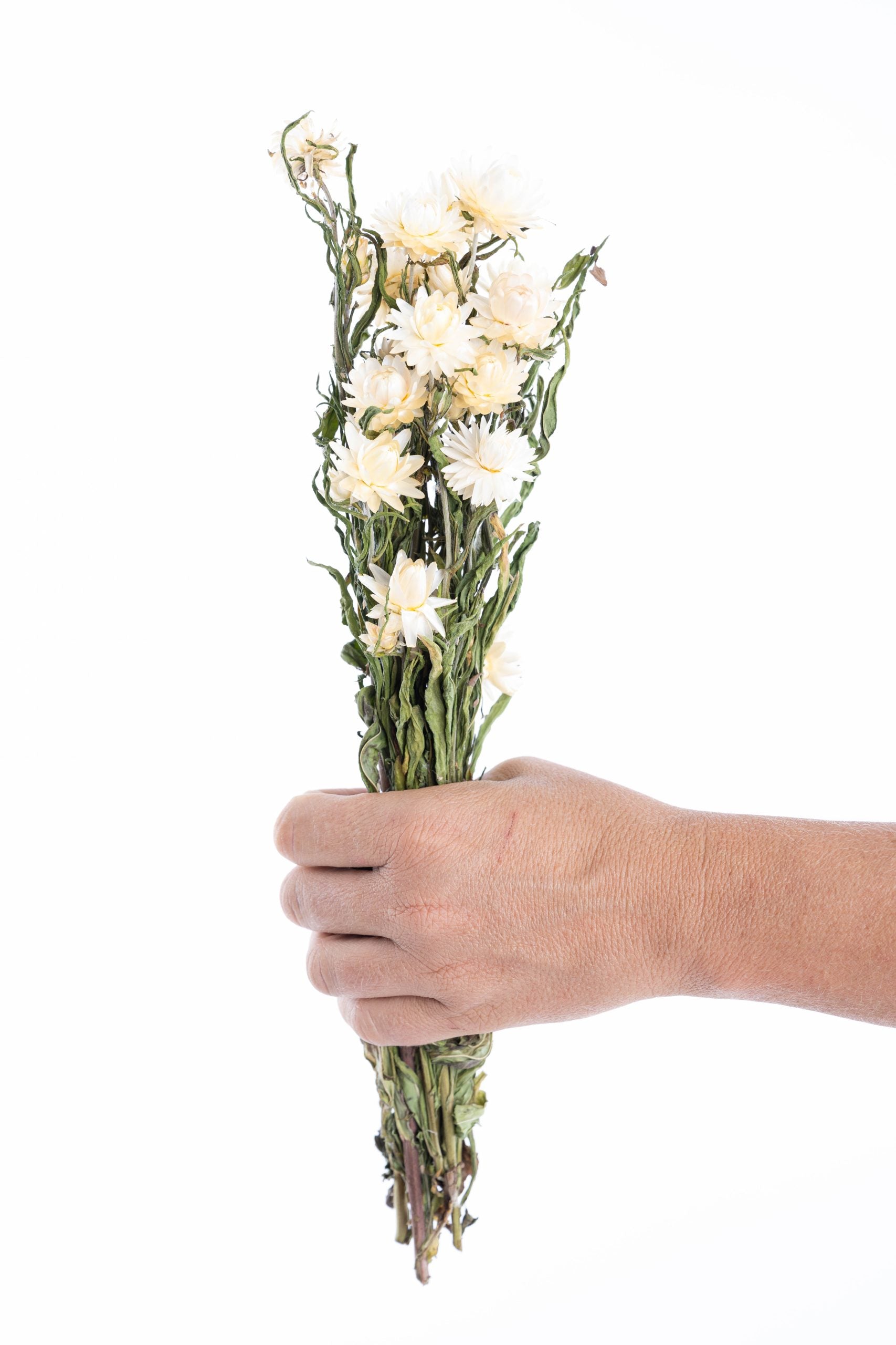 Immortelle blanche séchée – fleur naturelle française