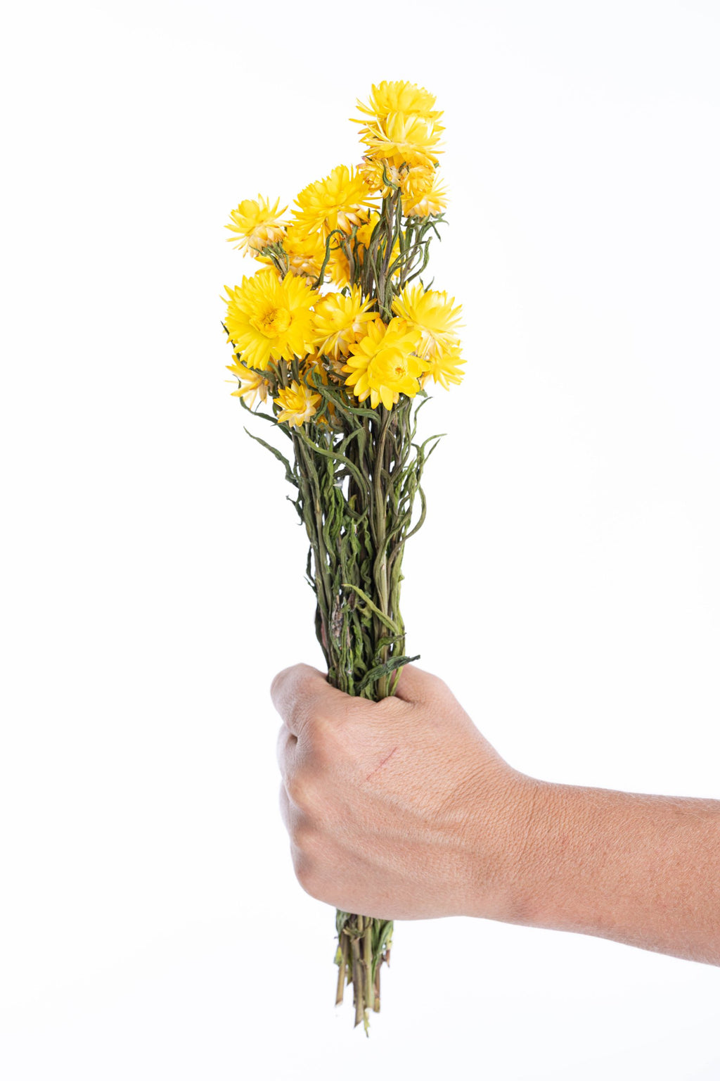 Immortelle jaune séchée bio cultivée en France