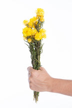 Immortelle jaune séchée bio cultivée en France