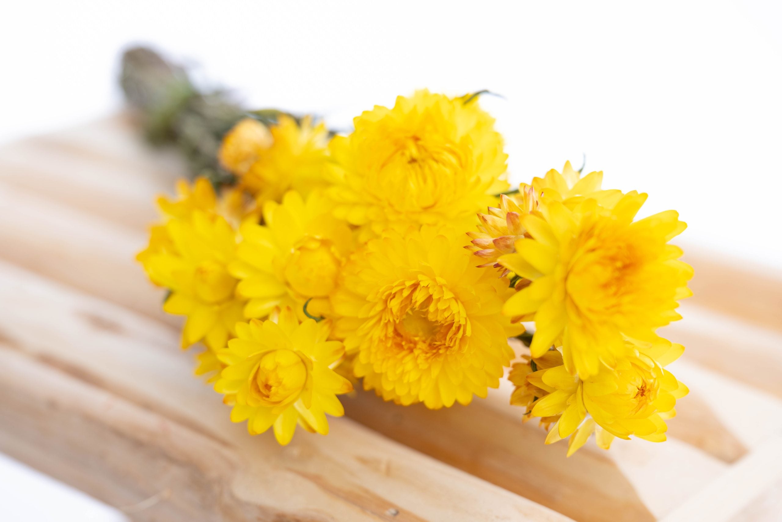 Fleur séchée jaune vif – immortelle bio française