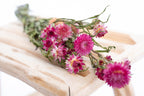 Fleur d’immortelle séchée couleur rose – production française
