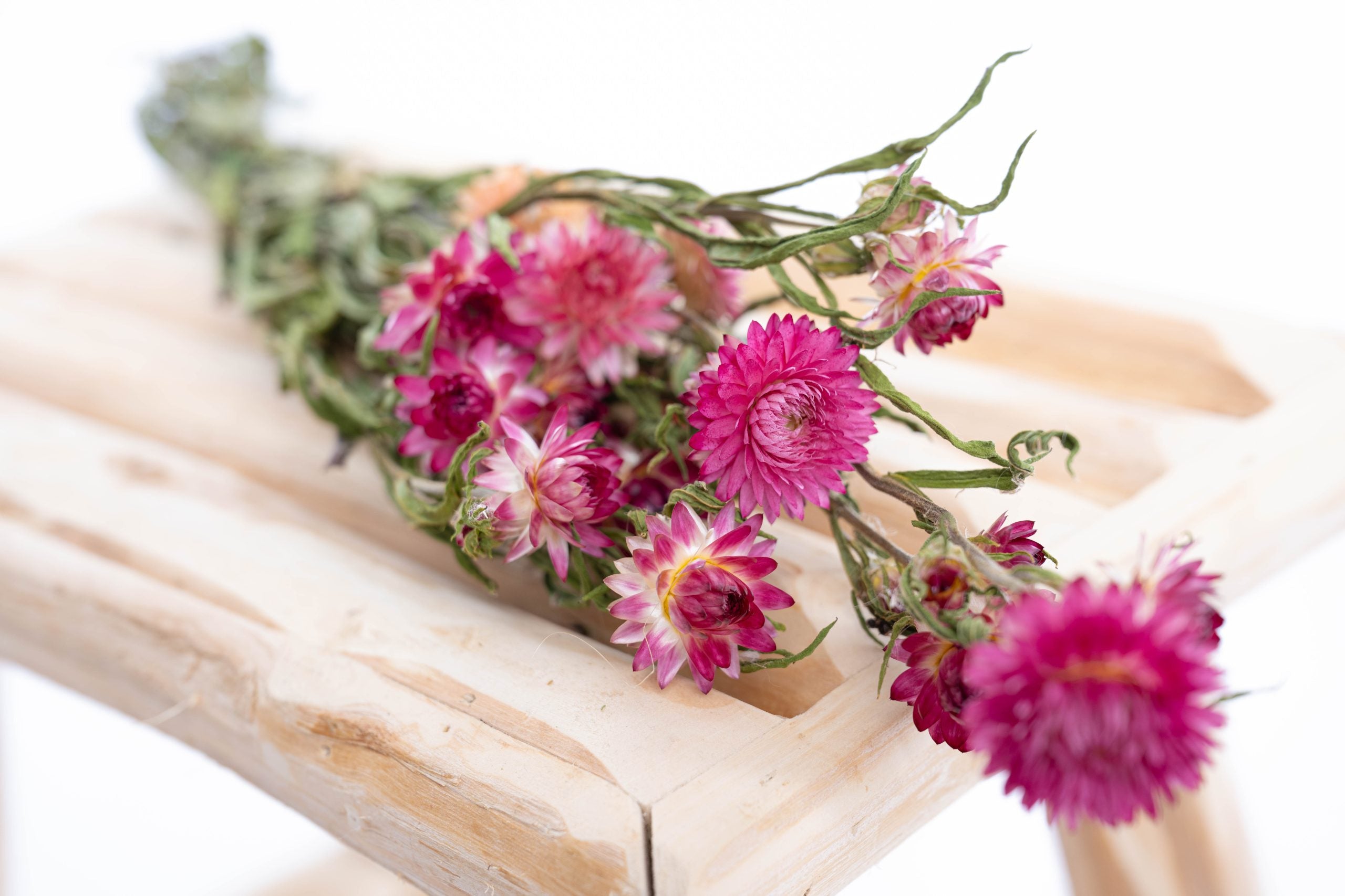 Fleur d’immortelle séchée couleur rose – production française