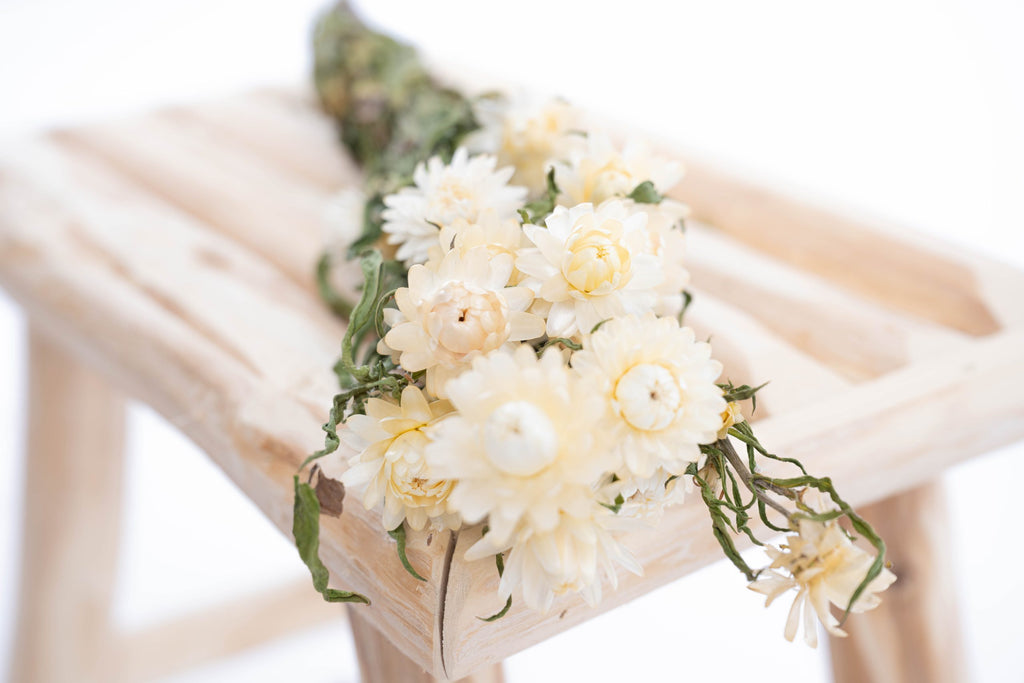 Immortelle blanche séchée bio cultivée en France