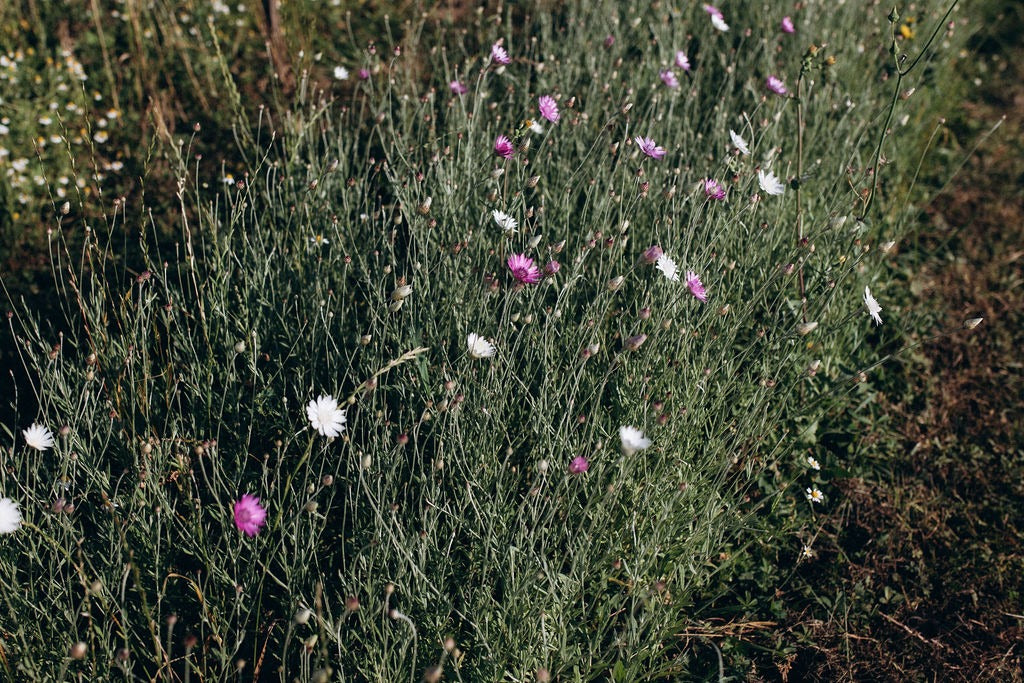 Lumina immortelle de Belleville séchée bio française