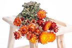 Immortelle orange séchée bio cultivée en France