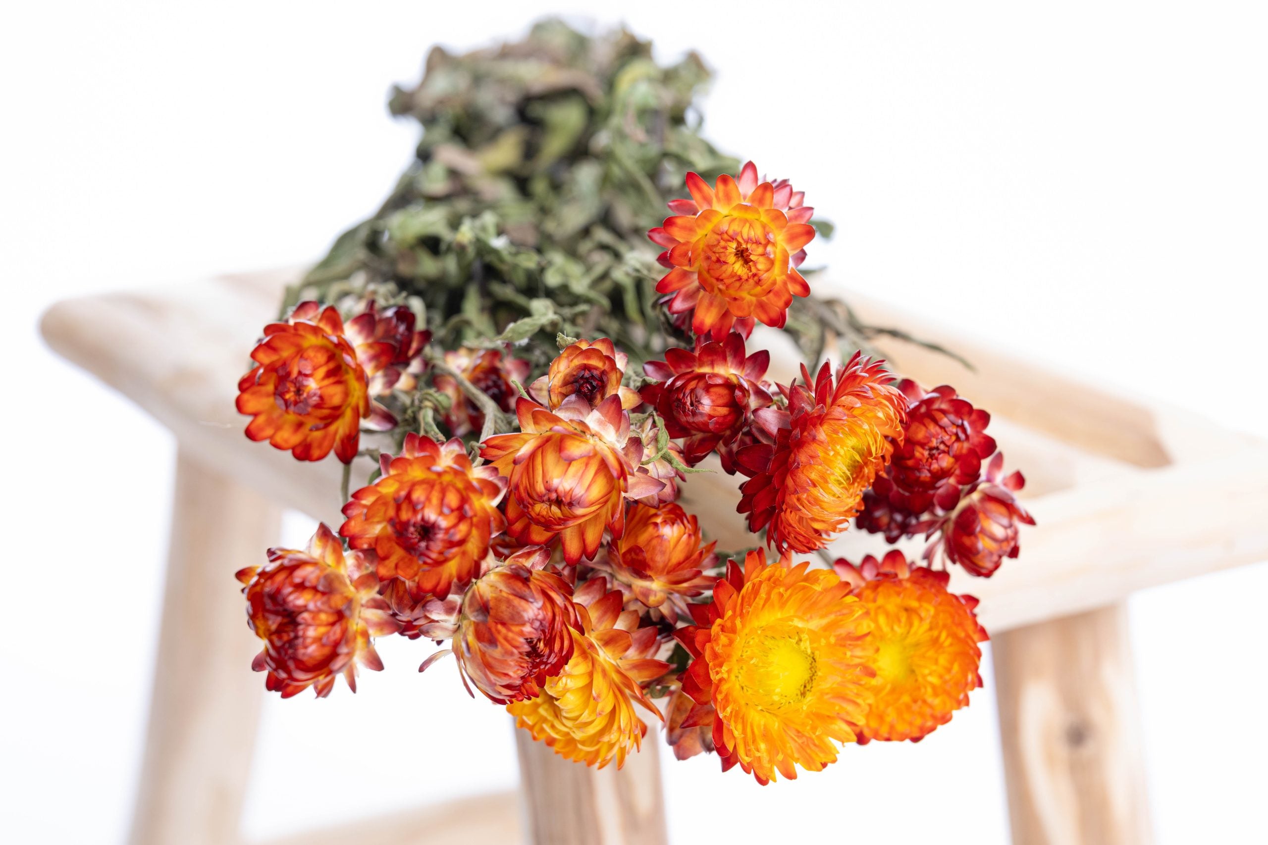 Immortelle orange séchée bio cultivée en France