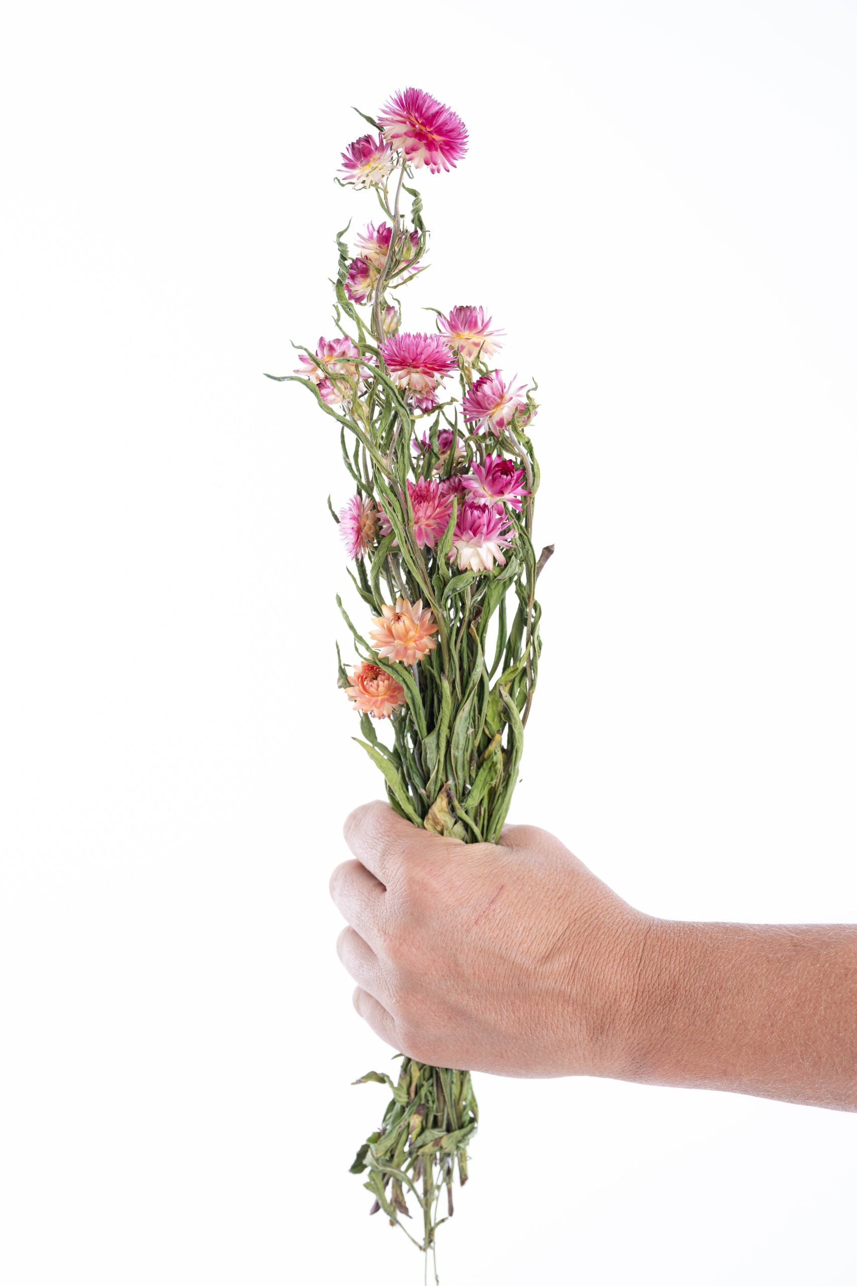 Immortelle rose séchée bio cultivée en France