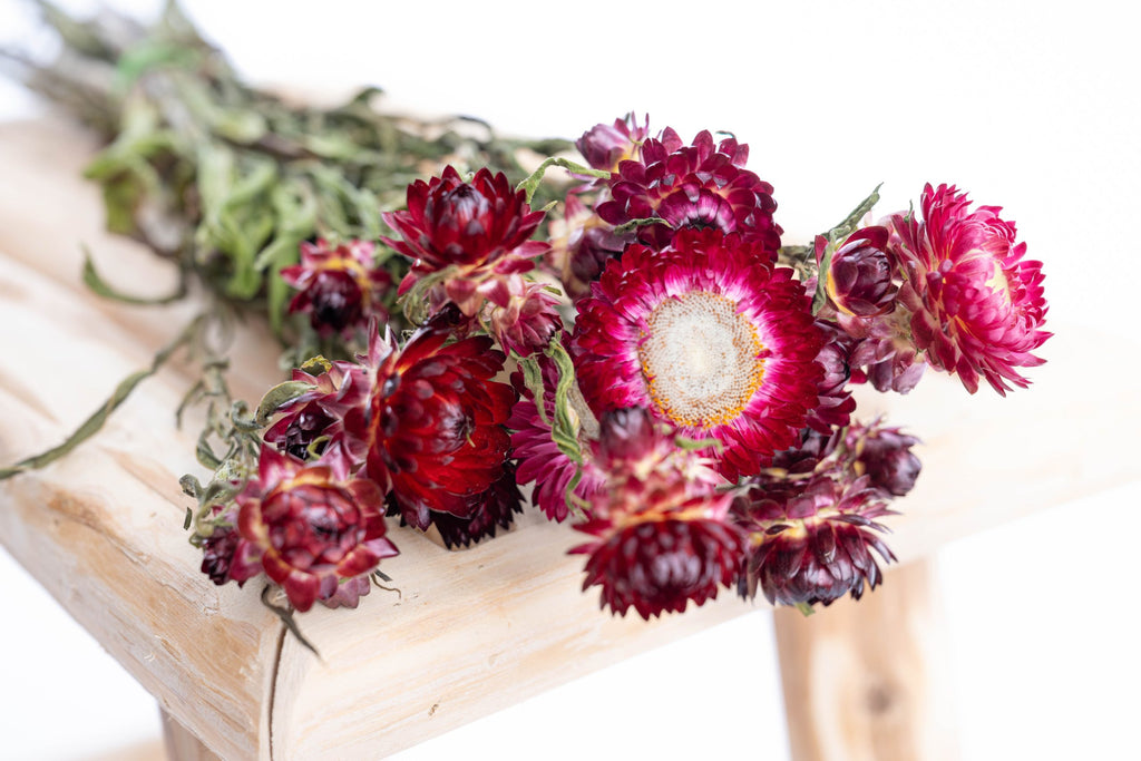 Immortelle rouge feu séchée bio cultivée en France