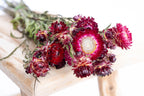 Immortelle rouge feu séchée bio cultivée en France