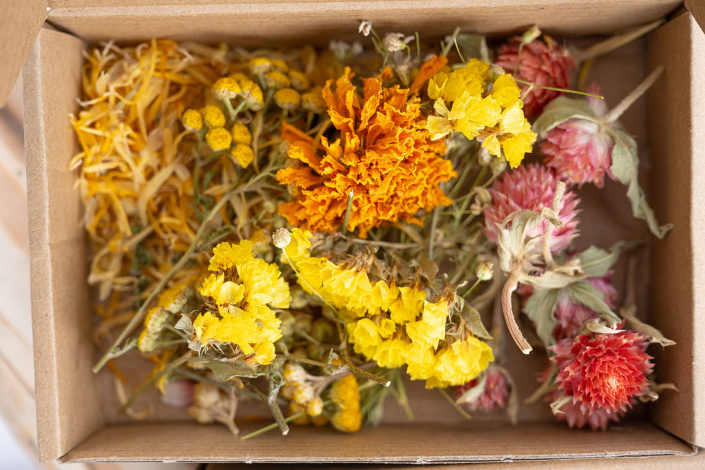 Têtes de fleurs séchées tons chauds pour créations fines