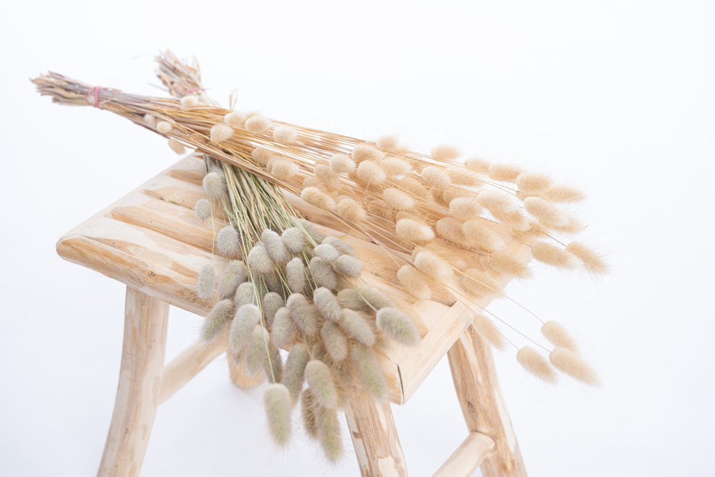 Lagurus queue de lièvre séché bio en botte, fleurs françaises naturelles