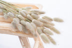 Lagurus queue de lièvre séché bio, fleurs françaises naturelles