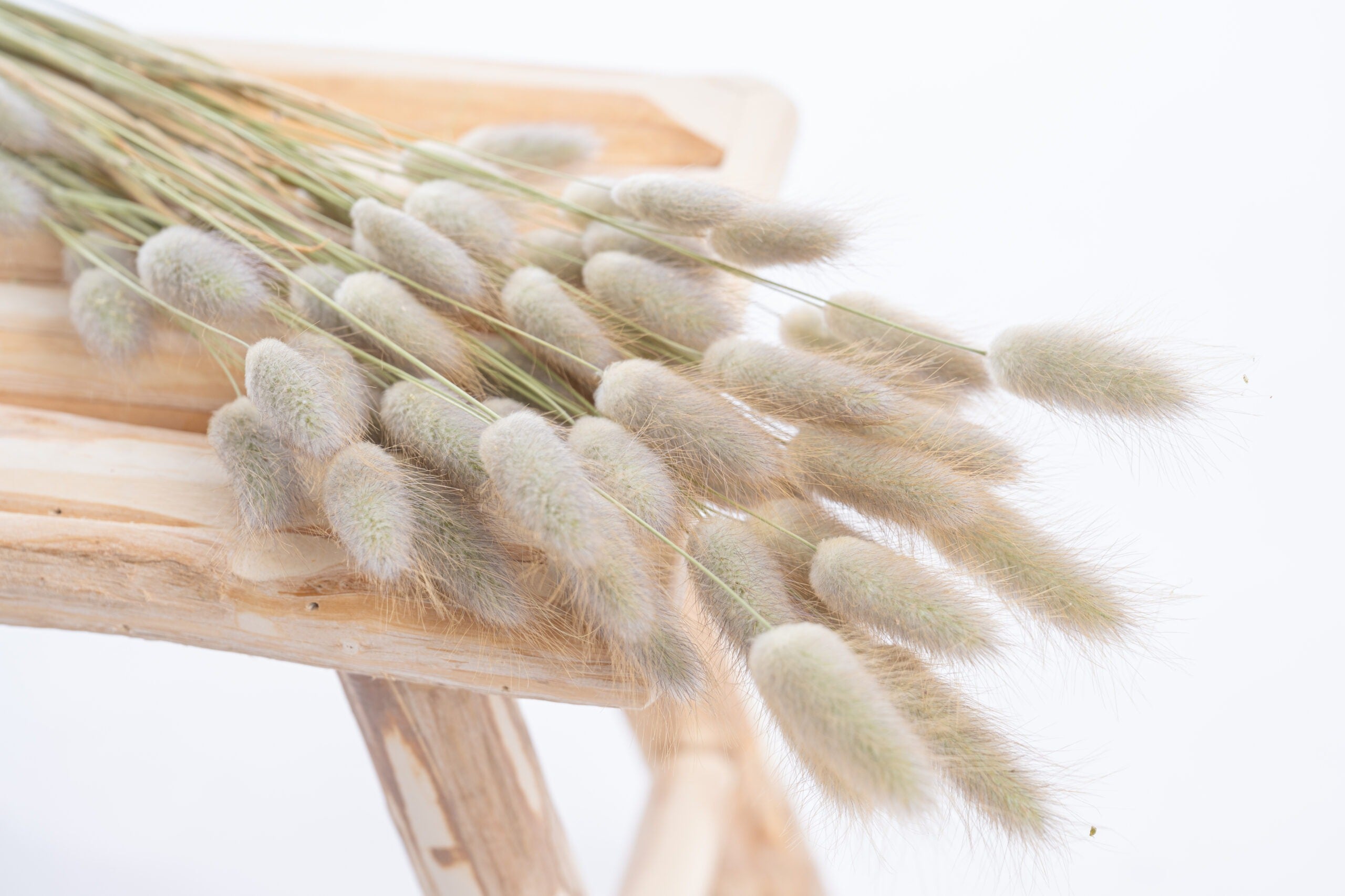 Lagurus queue de lièvre séché bio, fleurs françaises naturelles