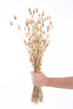 Lagurus séché bio – queue de lièvre naturelle