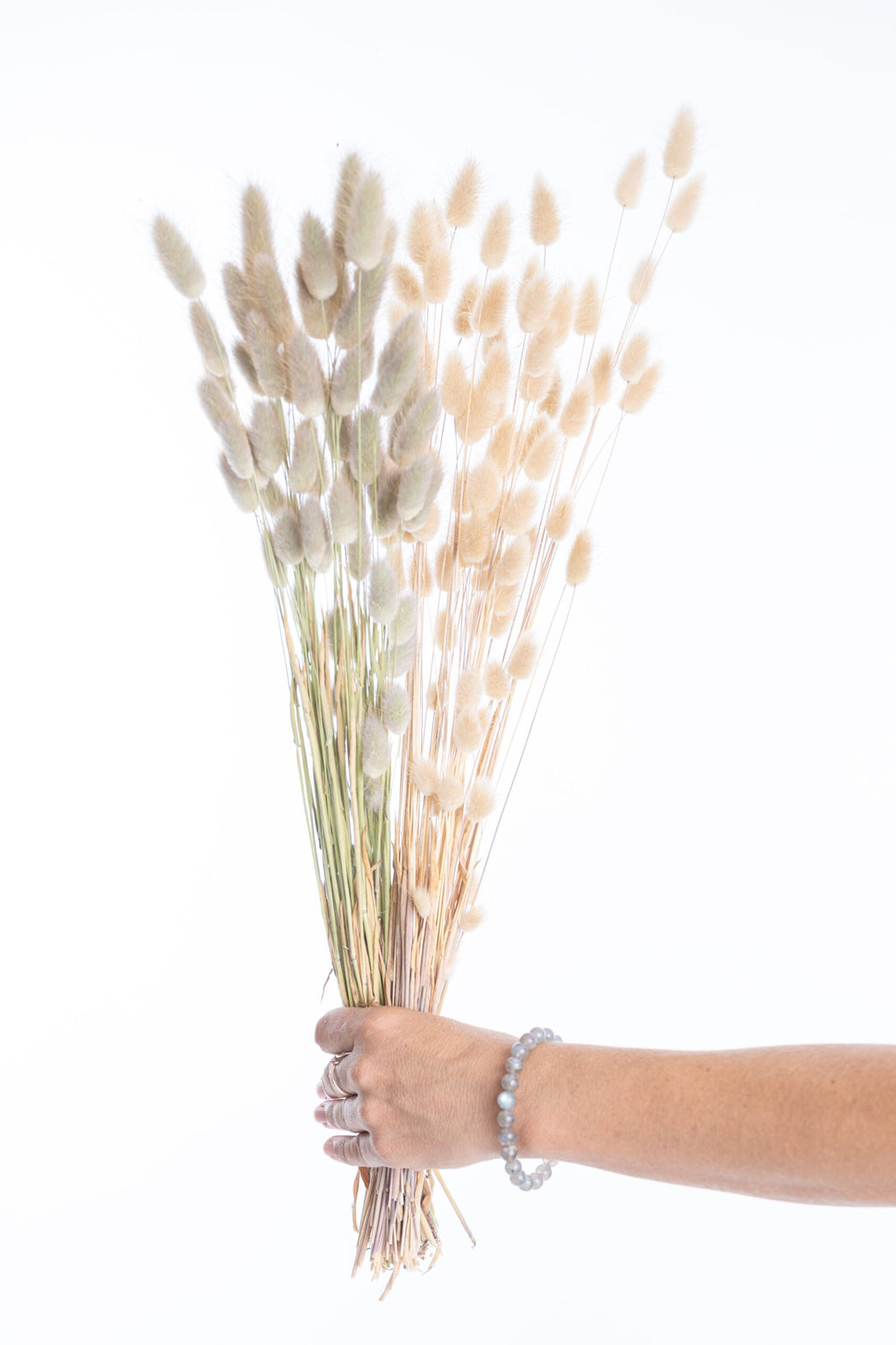 Lagurus queue de lièvre séché bio naturel en botte