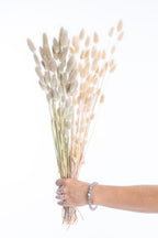 Lagurus queue de lièvre séché bio naturel en botte