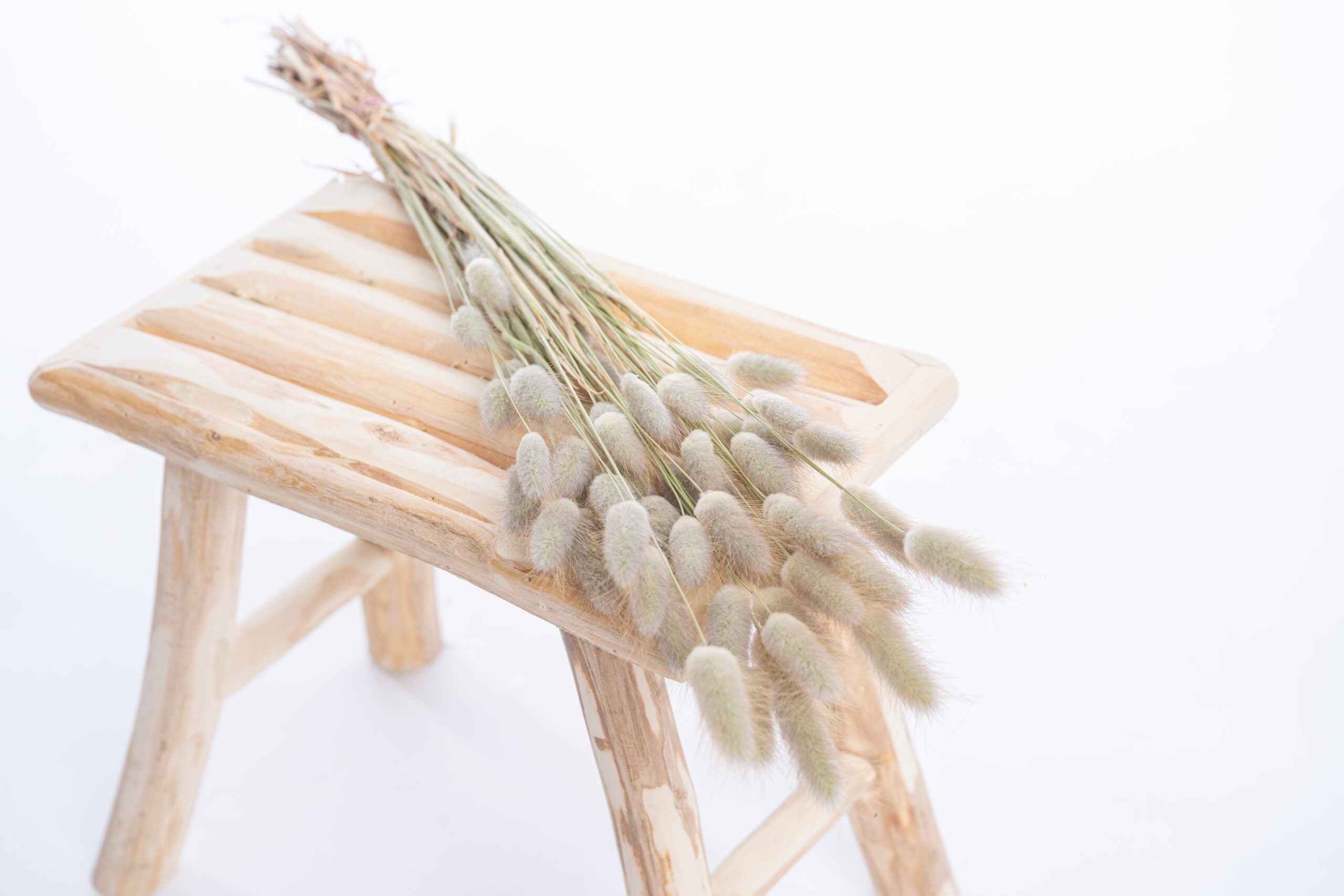 Fleurs séchées lagurus queue de lièvre bio producteur français