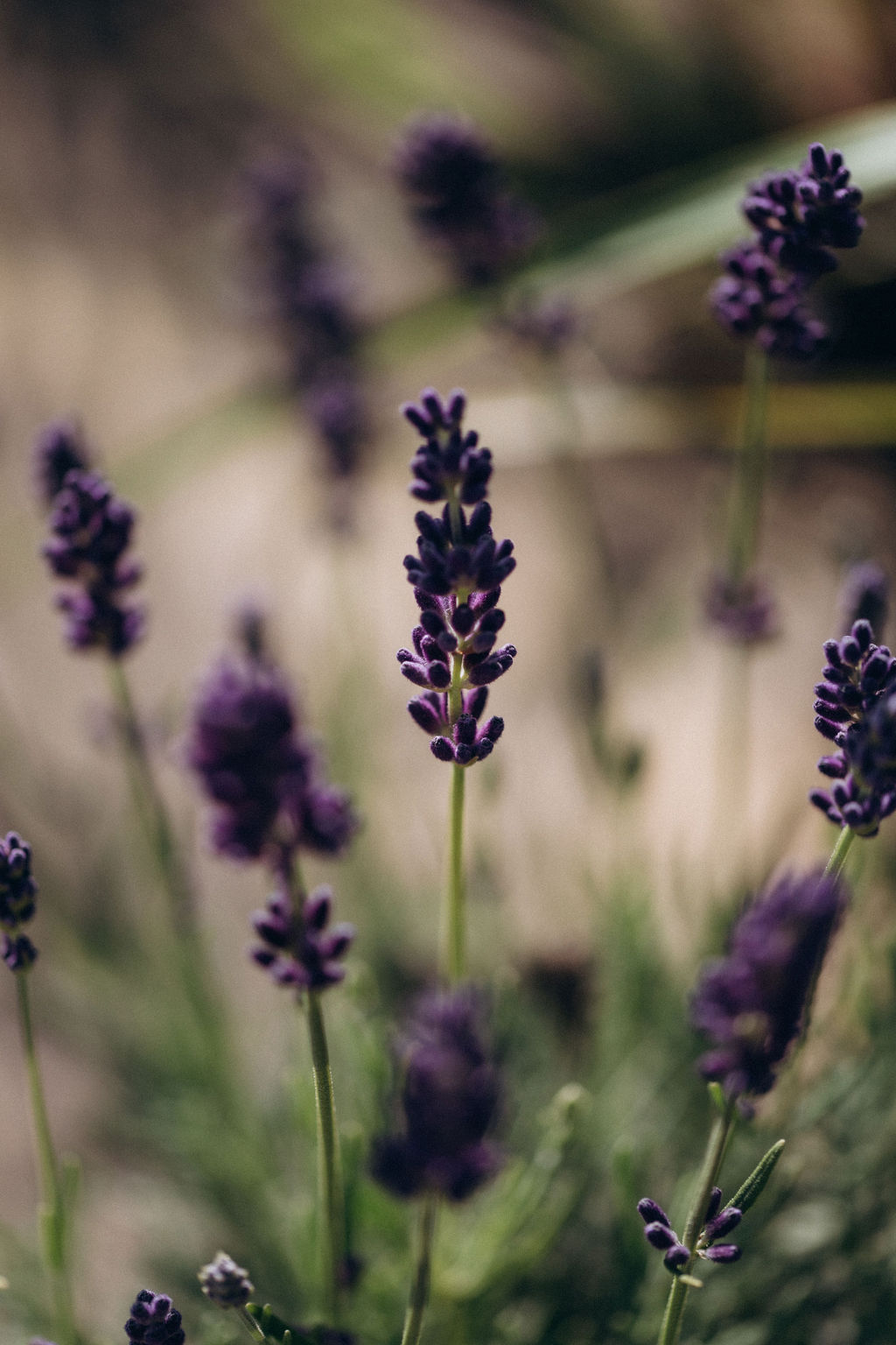 Lavande en fleurs, cultivée naturellement dans le Gers
