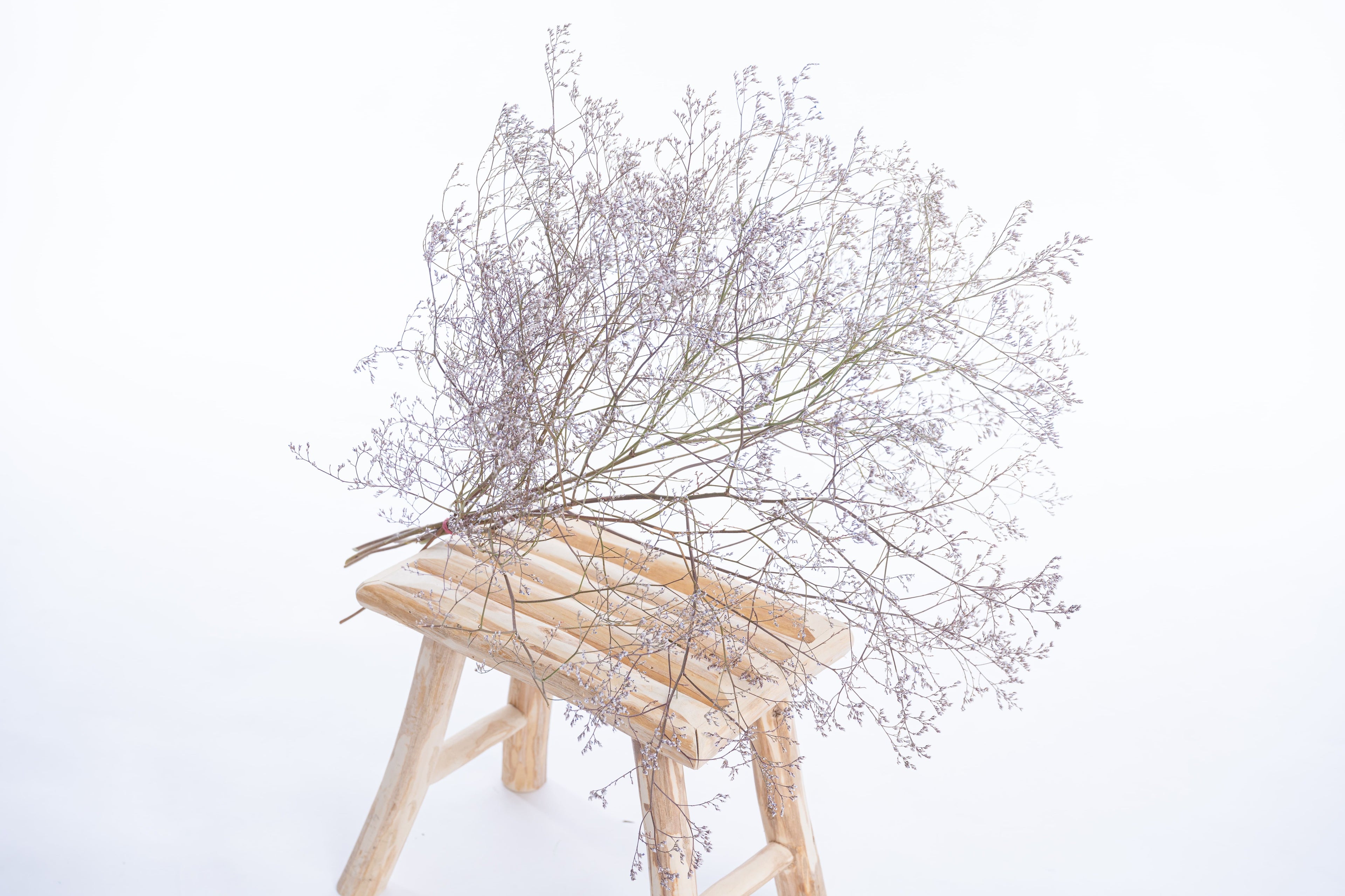 Botte de Limonium latifolium séché cultivé en France sur la ferme florale Terralya