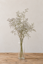 Limonium tartaricum séché bio français cultivé par Terralya dans le Gers