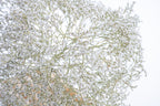 Détail des fleurs de Limonium tartaricum séché bio – texture légère et aérienne