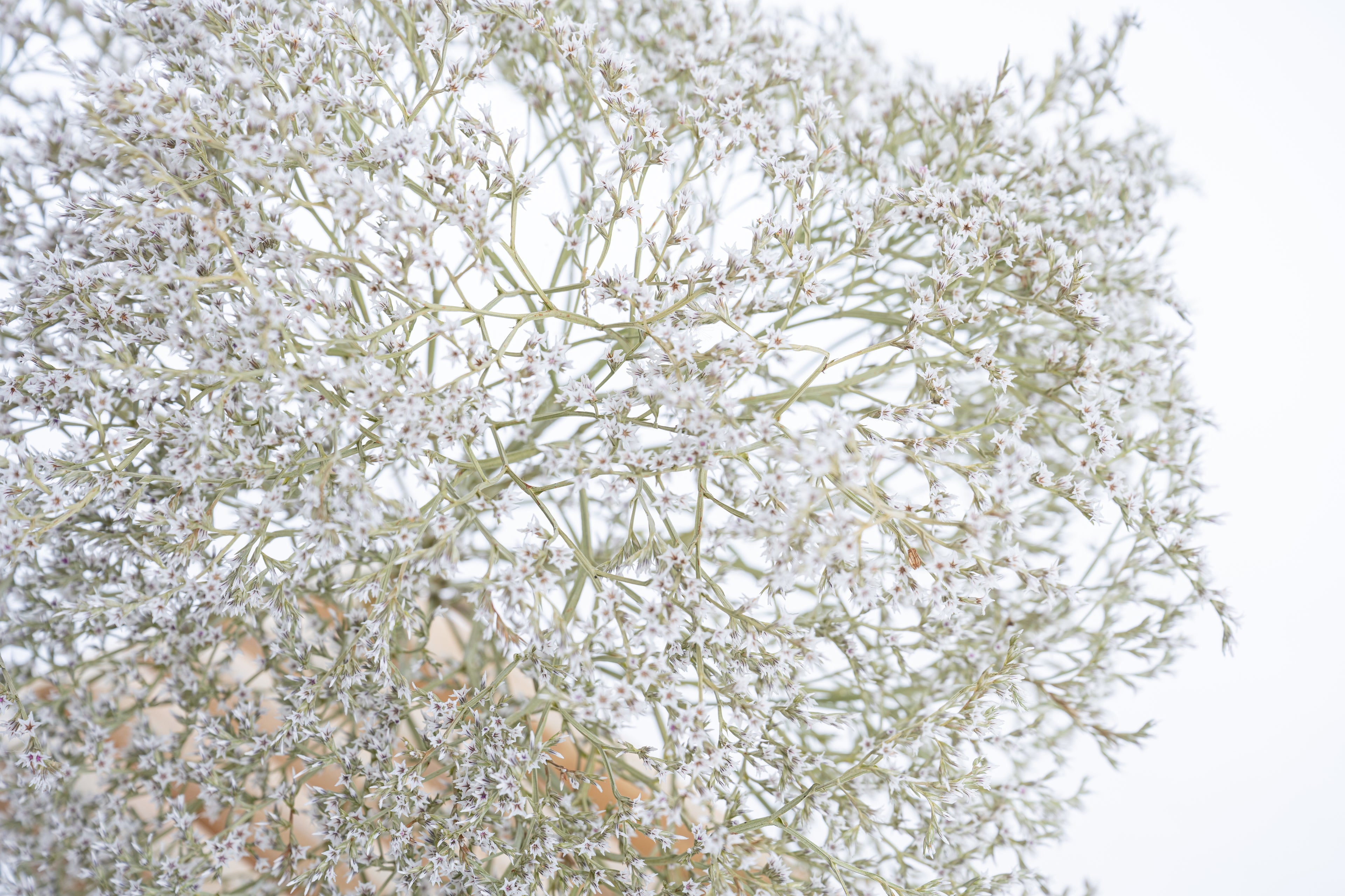 Détail des fleurs de Limonium tartaricum séché bio – texture légère et aérienne
