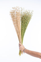 Fleurs séchées de lin bio producteur français