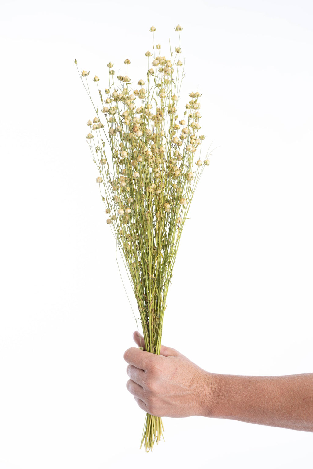 Tige de lin séché bio cultivé en France