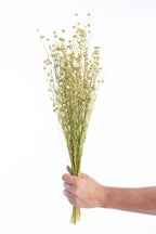 Tige de lin séché bio cultivé en France