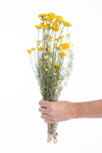 Tige de Lona séchée cultivée en France