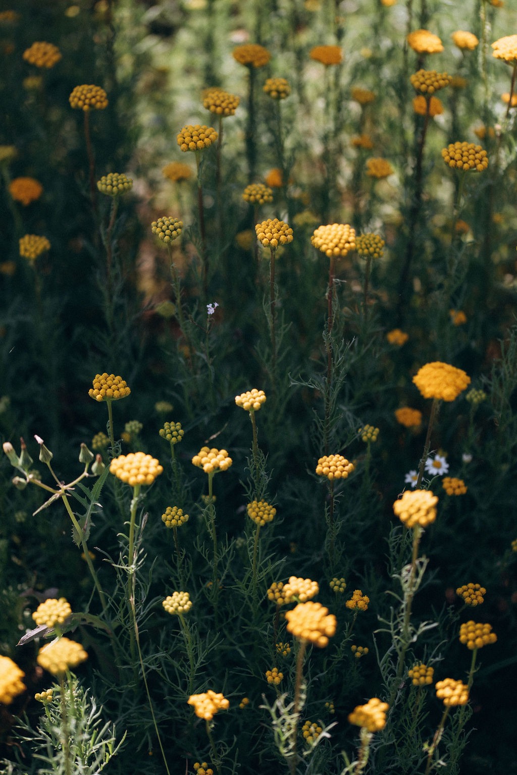 Fleur Lona séchée bio française